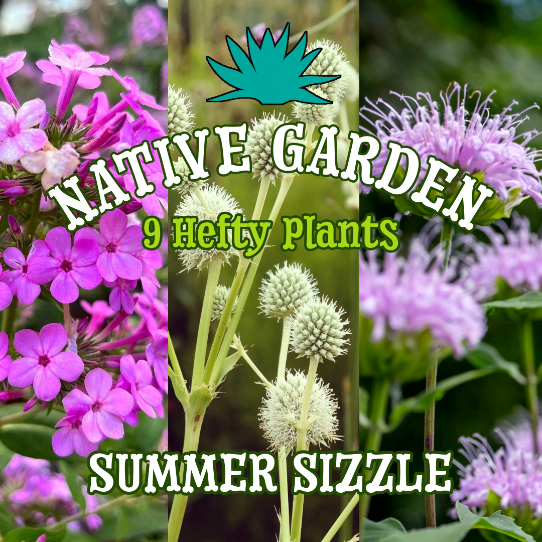 Summer Sizzle ~ Native Garden of 9 Hefty Plants