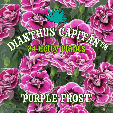 24 - Dianthus Capitán™ 'Purple Frost'
