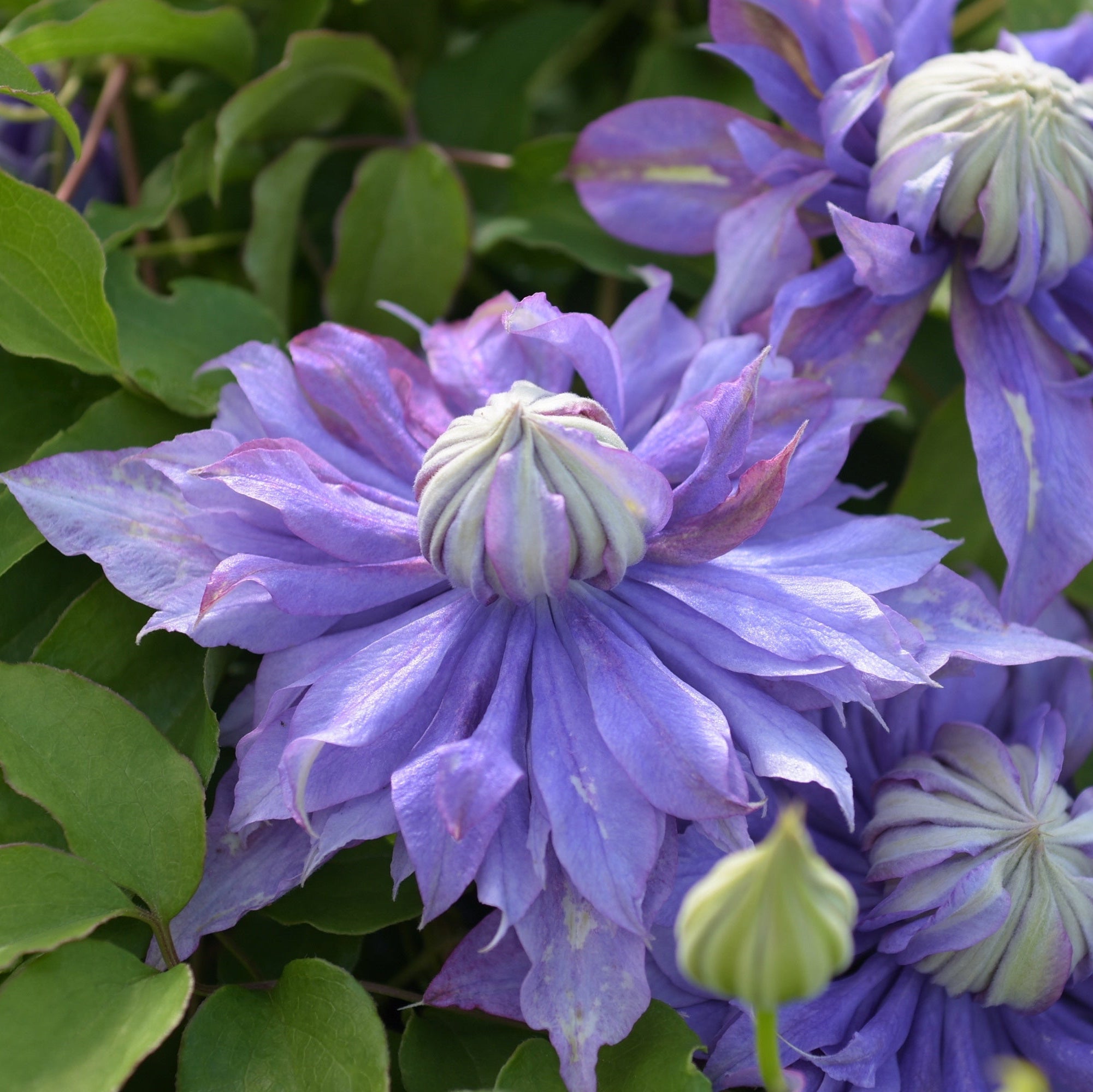 Clematis 'Diamantina'