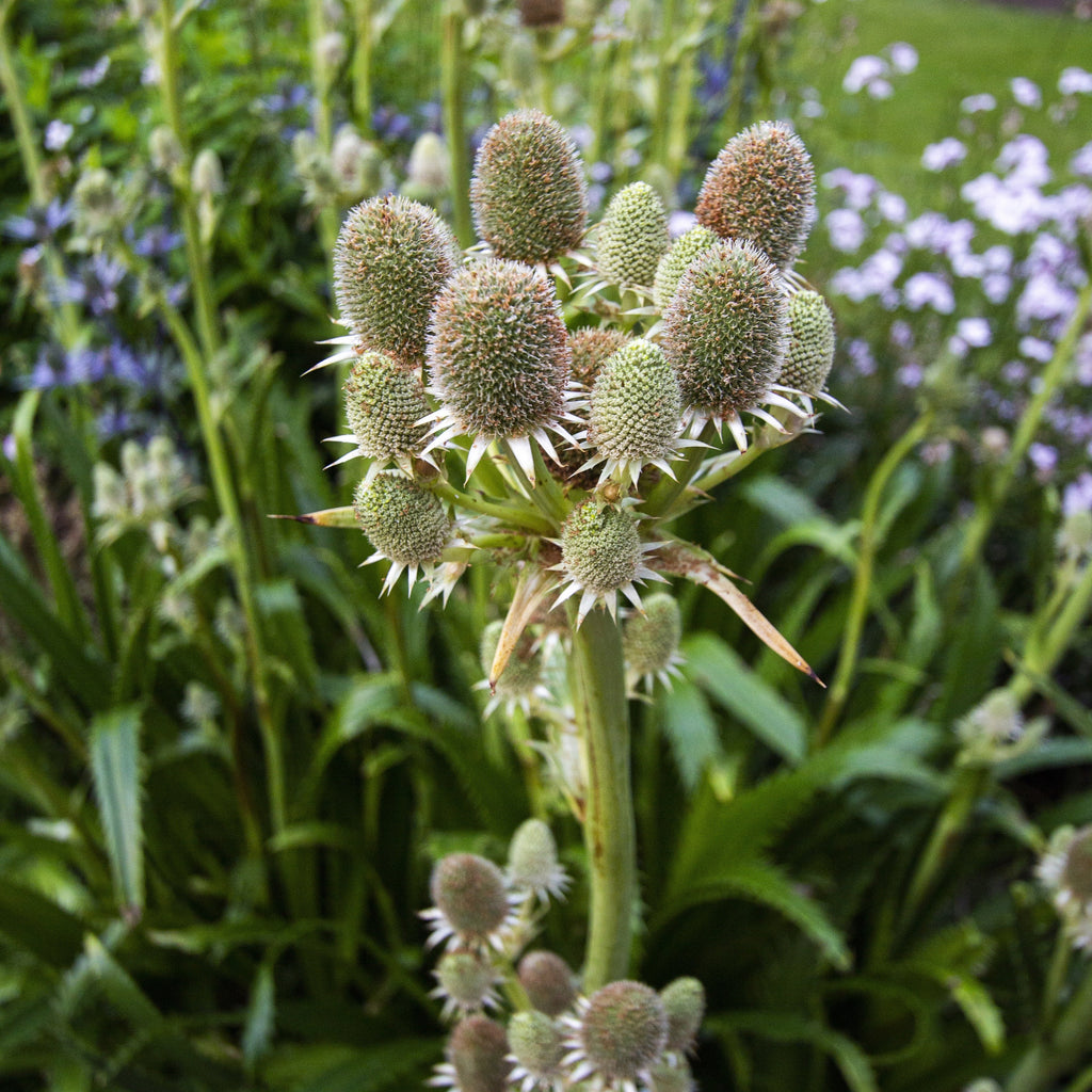 Rattlesnake Master - Eryngium yuccifolium