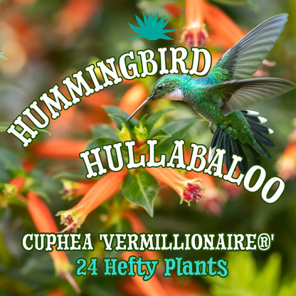 Cuphea 'Vermillionaire®' ~ Hummingbird Hullabaloo of 24 Hefty Plants for Preorder