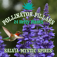 Salvia 'Mystic Spires' ~ Pollinator Pillars of 24 Hefty Plants for Preorder