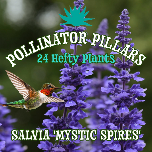 Salvia 'Mystic Spires' ~ Pollinator Pillars of 24 Hefty Plants for Preorder