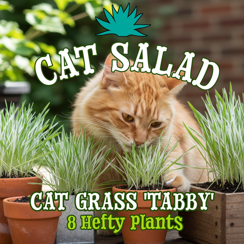Cat Grass 'Tabby' - Cat Salad of 8