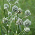 Rattlesnake Master - Eryngium yuccifolium