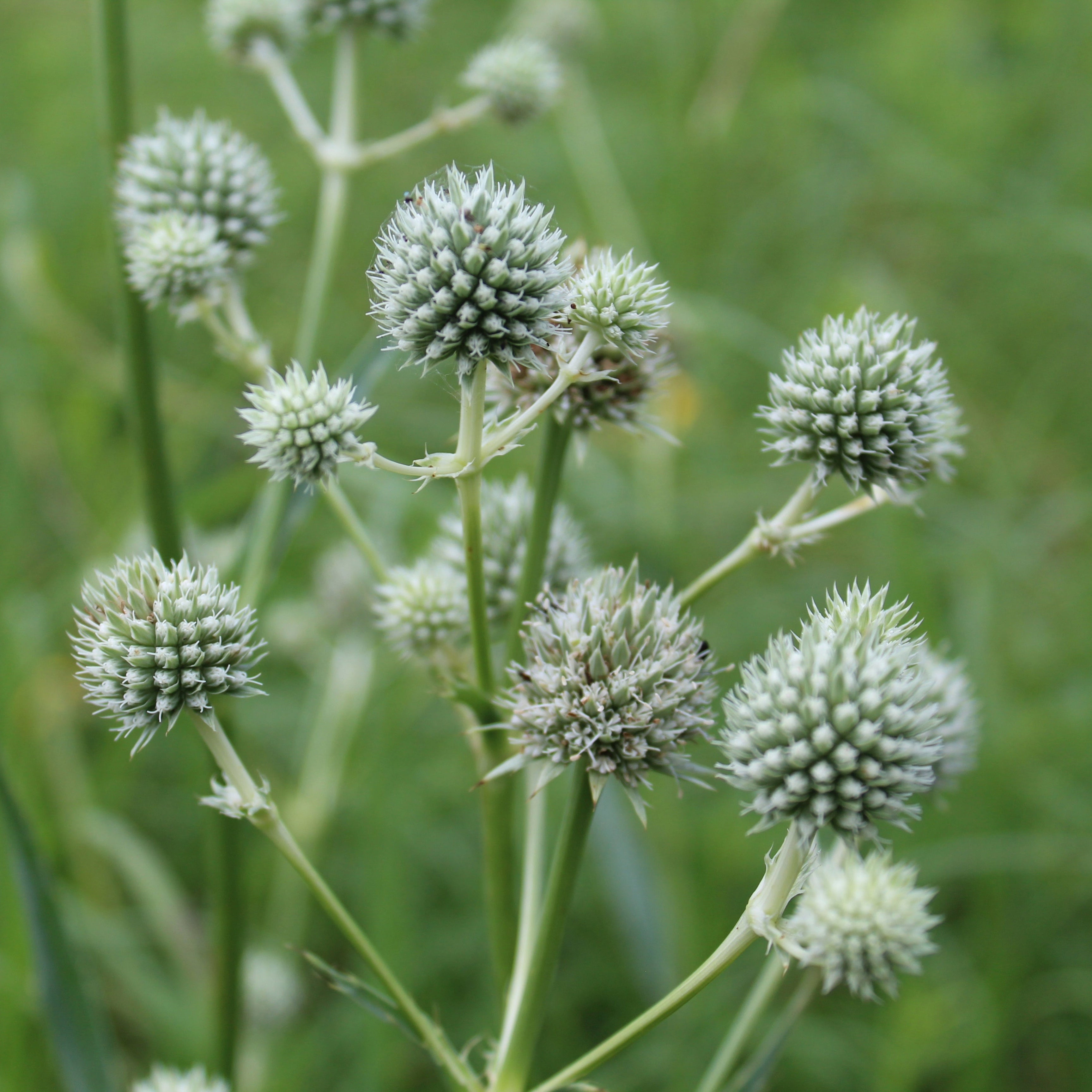 Rattlesnake Master - Eryngium yuccifolium
