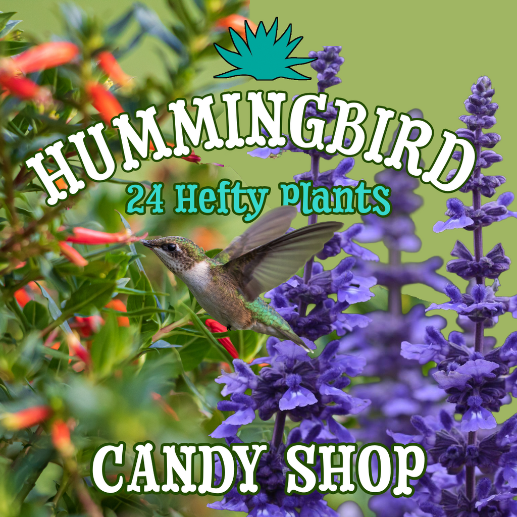Cuphea + Salvia Bundle ~ Hummingbird Candy Shop of 24 Hefty Plants for Preorder