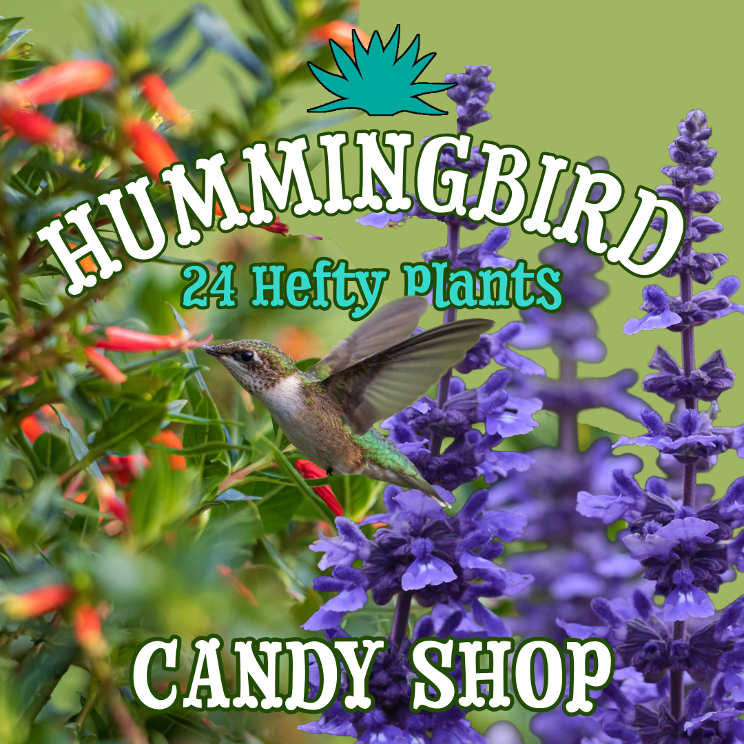 Cuphea + Salvia Bundle ~ Hummingbird Candy Shop of 24 Hefty Plants for Preorder