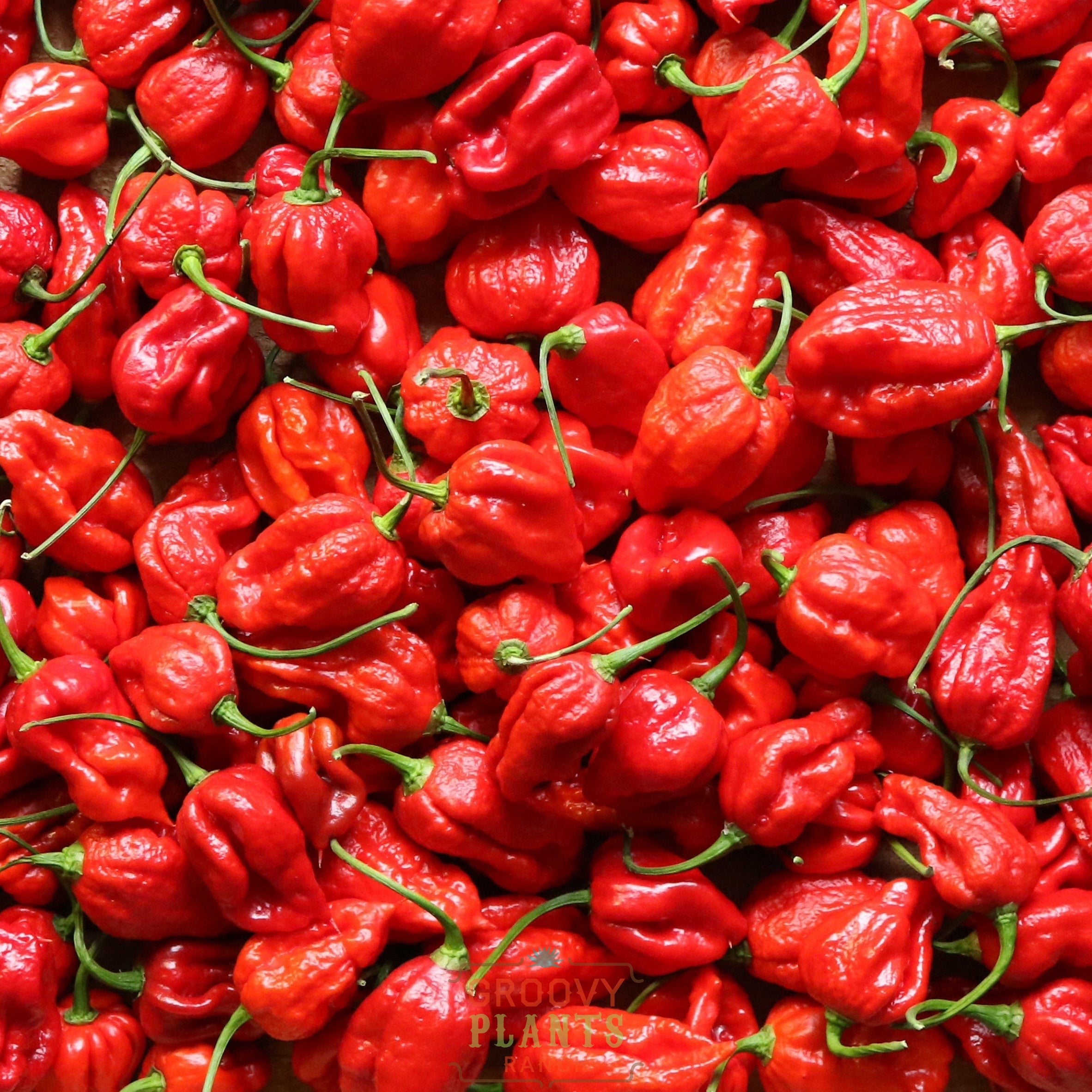 'Trinidad Scorpion' Hot Pepper ~ Trio of 3 Hefty Plants for Preorder