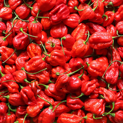 'Trinidad Scorpion' Hot Pepper ~ Trio of 3 Hefty Plants for Preorder