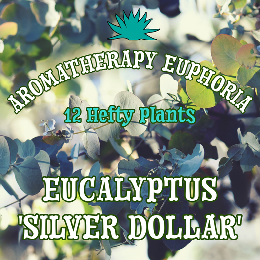 Eucalyptus 'Silver Dollar' ~ Aromatherapy Euphoria of 12 Hefty Plants for Preorder