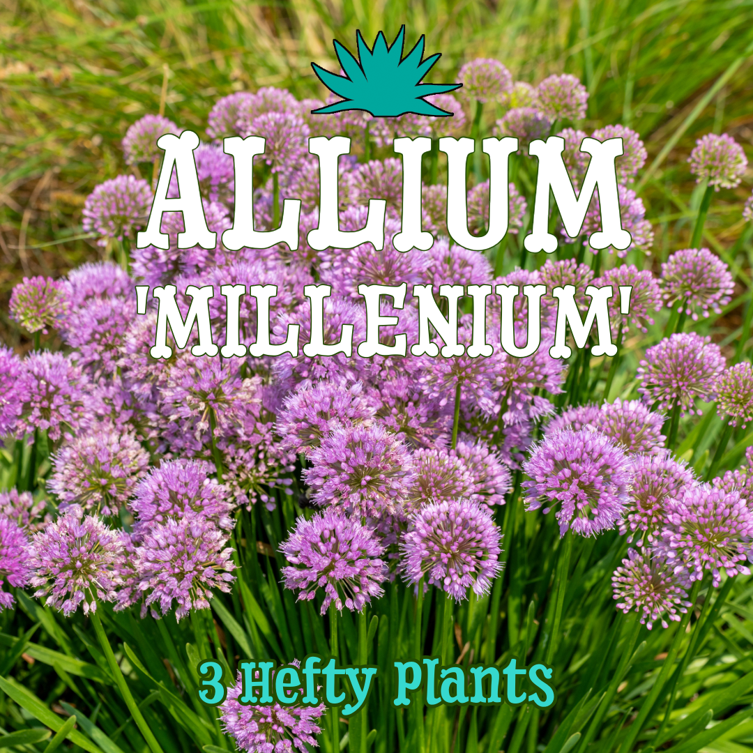 Allium 'Millenium' ~ Trio of 3 Hefty Plants for Preorder