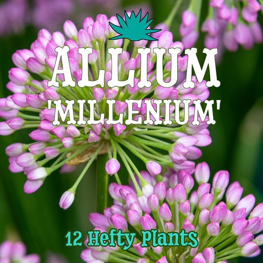 Allium 'Millenium' ~ Ping-pong Fields of 12 Hefty Plants for Preorder