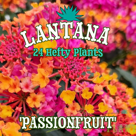 Lantana 'PassionFruit' ~ Bushel of 24 Hefty Plants for Preorder