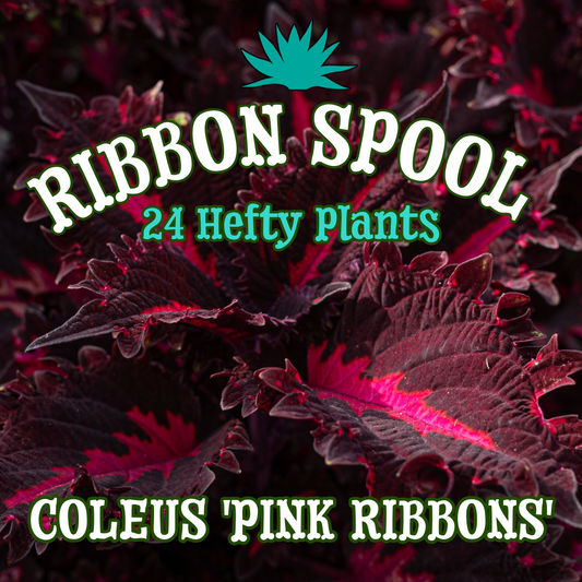 Coleus 'Pink Ribbons' ~ Ribbon Spool of 24 Hefty Plants for Preorder