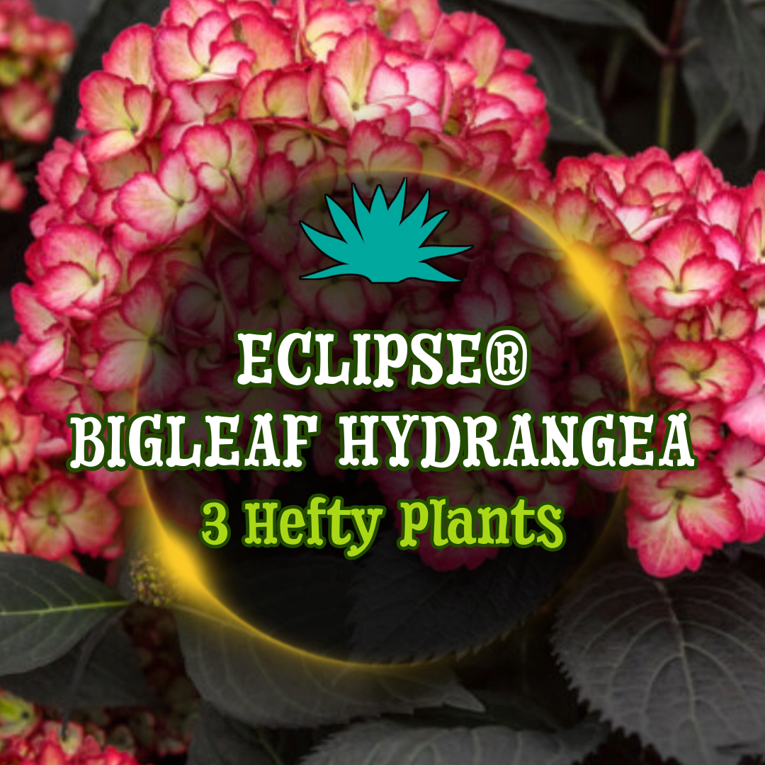 Eclipse® Bigleaf Hydrangea - 3