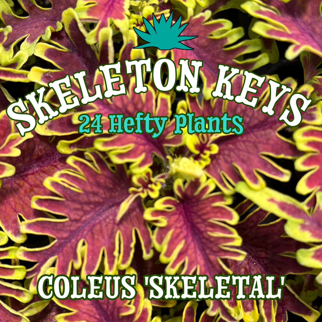 Coleus 'Skeletal' ~ Skeleton Keys of 24 Hefty Plants for Preorder