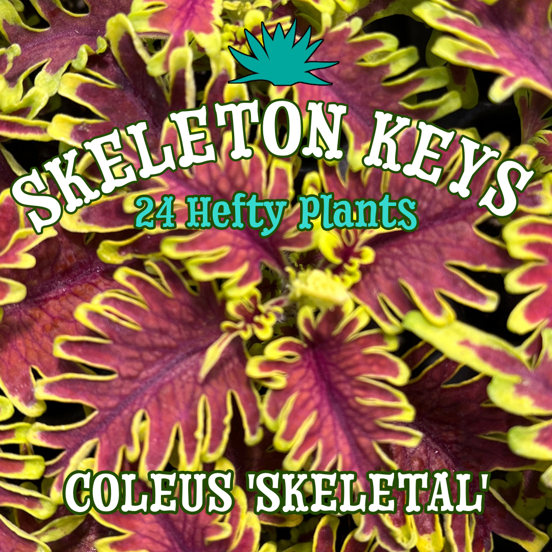 Coleus 'Skeletal' ~ Skeleton Keys of 24 Hefty Plants for Preorder