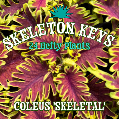 Coleus 'Skeletal' ~ Skeleton Keys of 24 Hefty Plants for Preorder