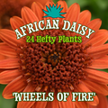 African Daisy 'Wheels of Fire' - 24