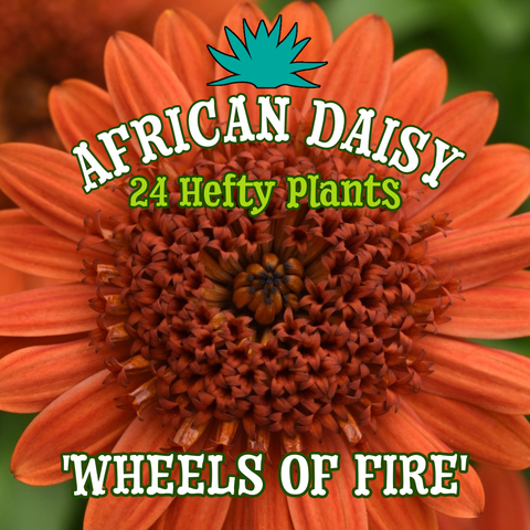 African Daisy 'Wheels of Fire' - 24