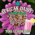 African Daisy 'Pink Lemonade' ~ Pitcher of 24 Hefty Plants for Preorder
