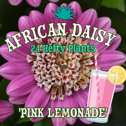 African Daisy 'Pink Lemonade' ~ Pitcher of 24 Hefty Plants for Preorder