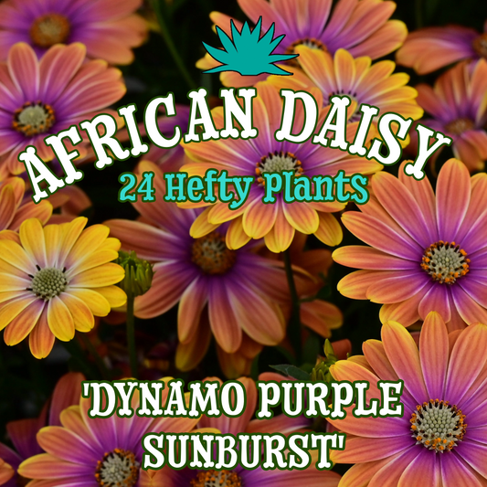 'Dynamo Purple Sunburst' African Daisies  ~ Solar Flare of 24 Hefty Plants for Preorder