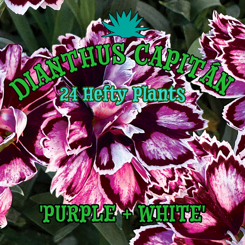 Dianthus Capitán 'Purple + White' ~ Sea of 24 Hefty Plants