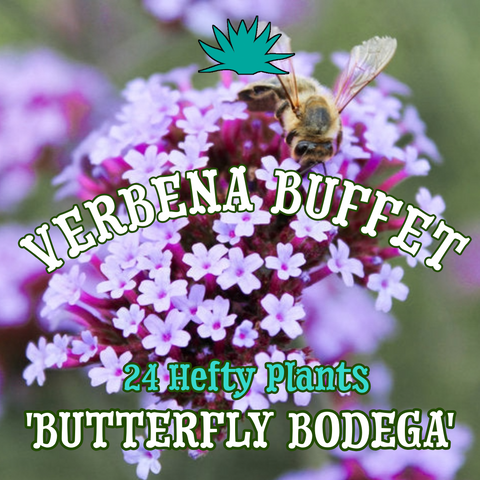 Verbena 'Butterfly Bodega' ~ Buffet of 24 Hefty Plants for Preorder