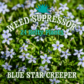 Laurentia 'Blue Star Creeper' ~ Weed Suppressor of 24
