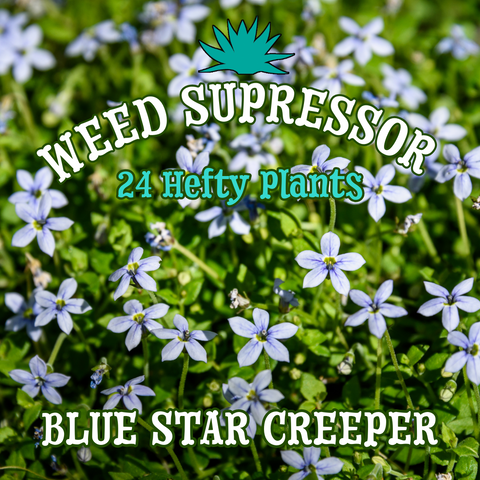 Laurentia 'Blue Star Creeper' ~ Weed Suppressor of 24 Hefty Plants for Preorder