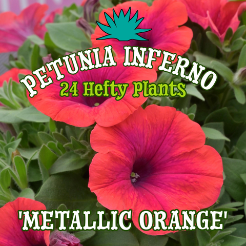 Petunia Inferno 'Metallic Orange' - Campfire of 24