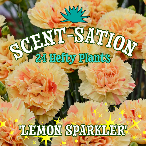 Dianthus Scent First® 'Lemon Sparkler' ~ Scent-sation of 24 Hefty Plants for Preorder