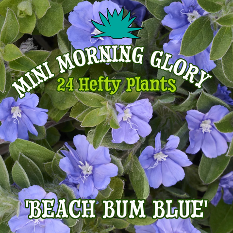 Mini Morning Glory 'Beach Bum Blue' - Big Blue Ocean of 24