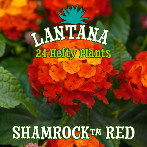 Lantana Shamrock™ Red - 24