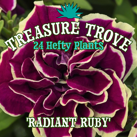 Petunia 'Radiant Ruby' ~ Treasure Trove of 24 Hefty Plants for Preorder