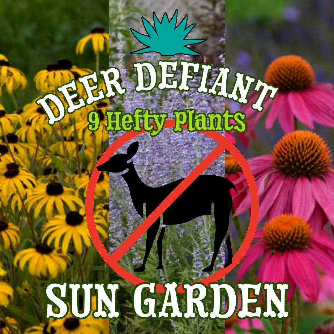 Deer Defiant Sun Garden ~ 9 Hefty Plants for Preorder