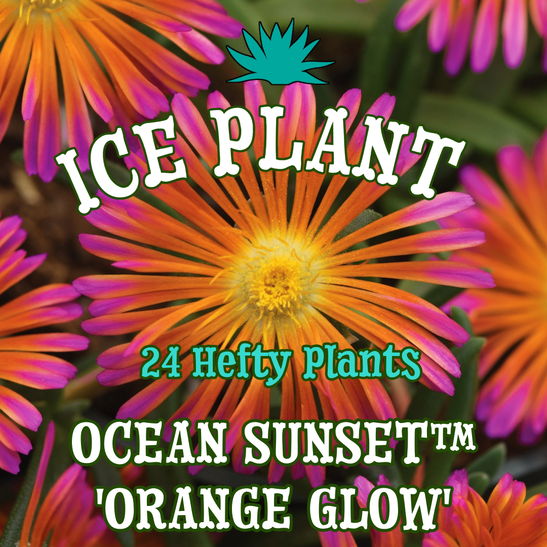 Ice Plant Ocean Sunset™ 'Orange Glow' ~ Mesa of 24 Hefty Plants