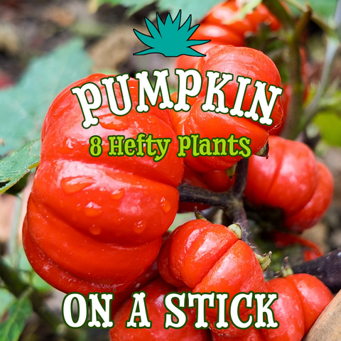 Pumpkin on a Stick - Florist's Bundle of 8