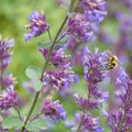 Catnip (Nepeta cataria)