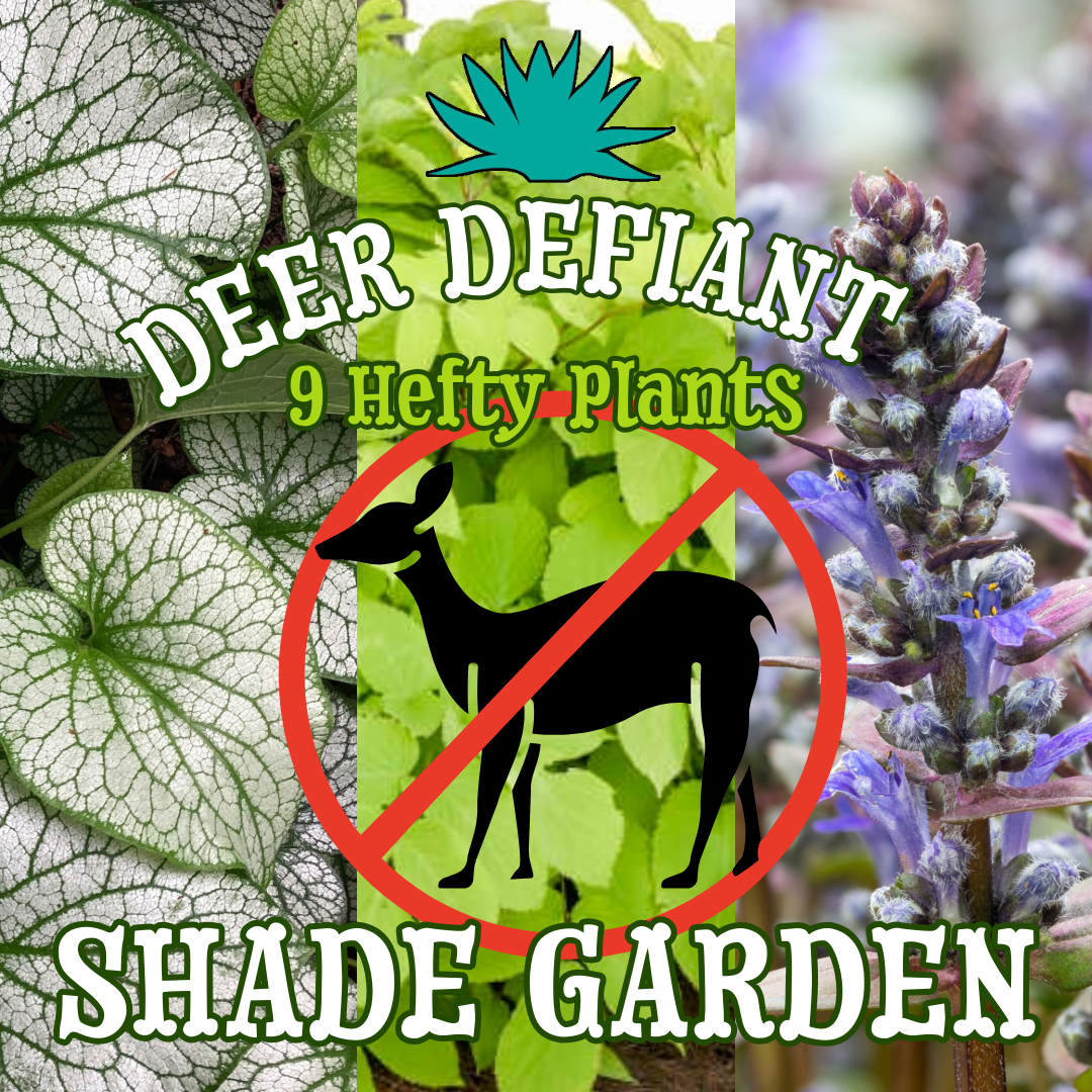 Deer Defiant Shade Garden ~ 9 Hefty Plants for Preorder