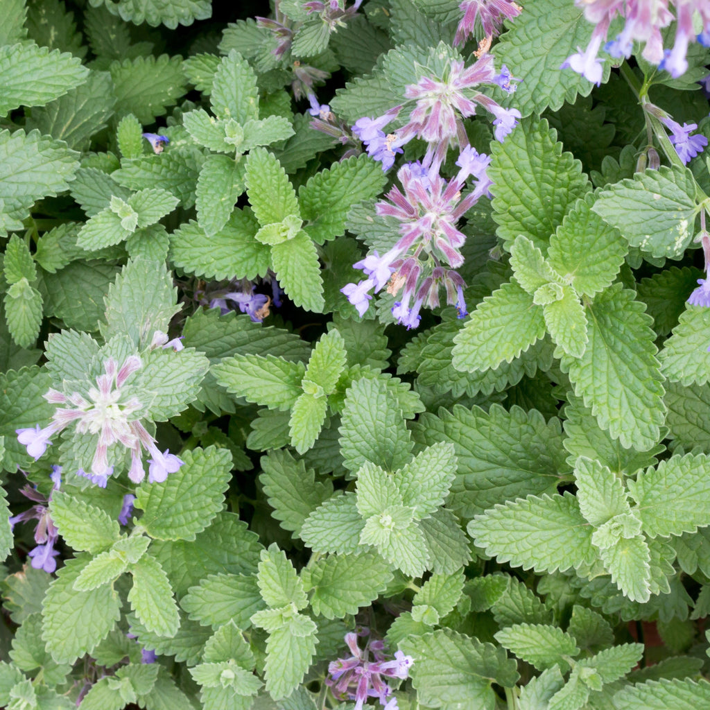 Catnip (Nepeta cataria)