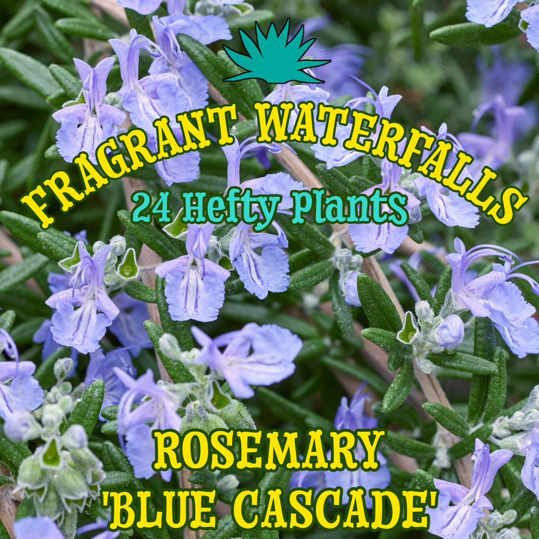 24 - Rosemary 'Blue Cascade'