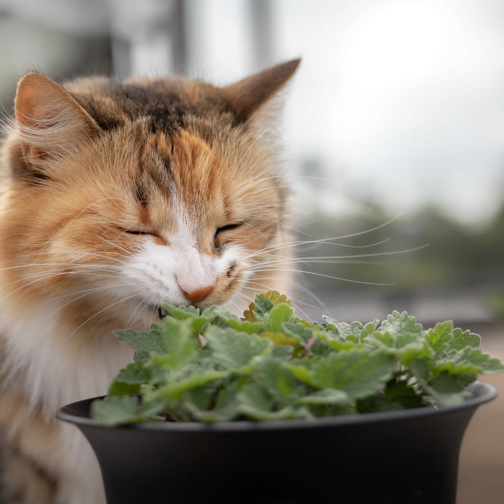 Catnip (Nepeta cataria)