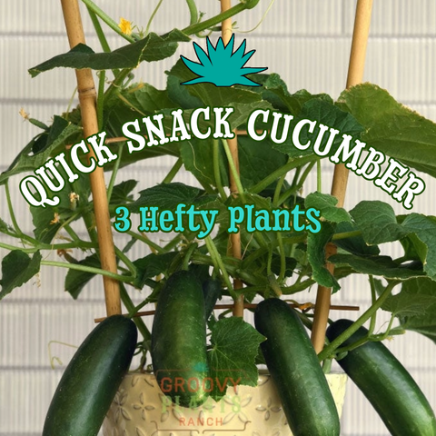 3 - Quick Snack Cucumbers
