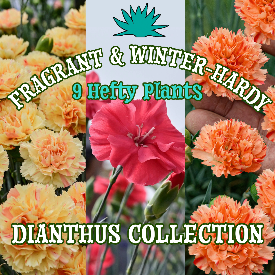 Fragrant Winter-Hardy Dianthus Collection ~ Scent-Sational Blooms of 9 Hefty Plants for Preorder