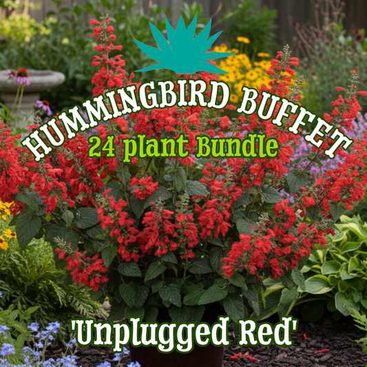 Salvia 'Unplugged Red' ~ Hummingbird Buffet of 24 Hefty Plants for Preorder