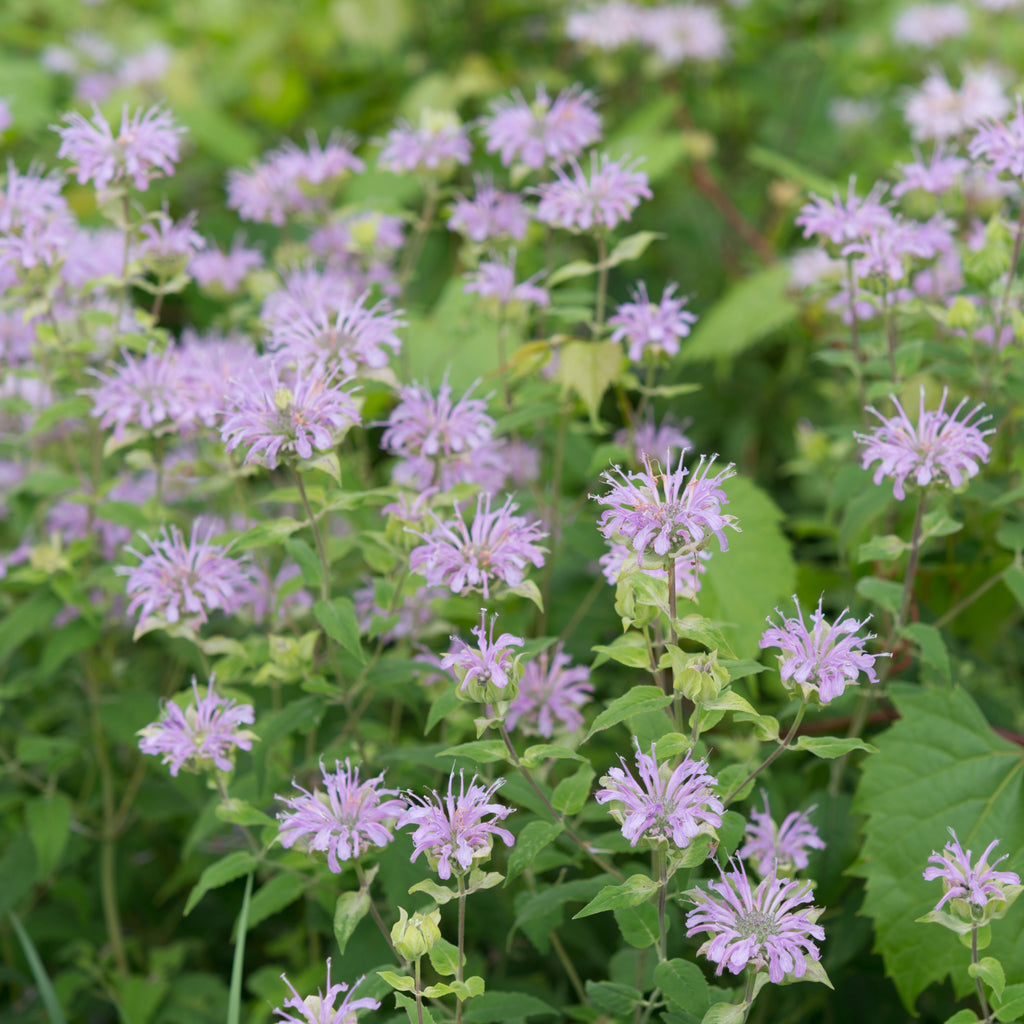 Bee Balm Wild Bergamot ~ Trio of 3 Hefty Plants for Preorder
