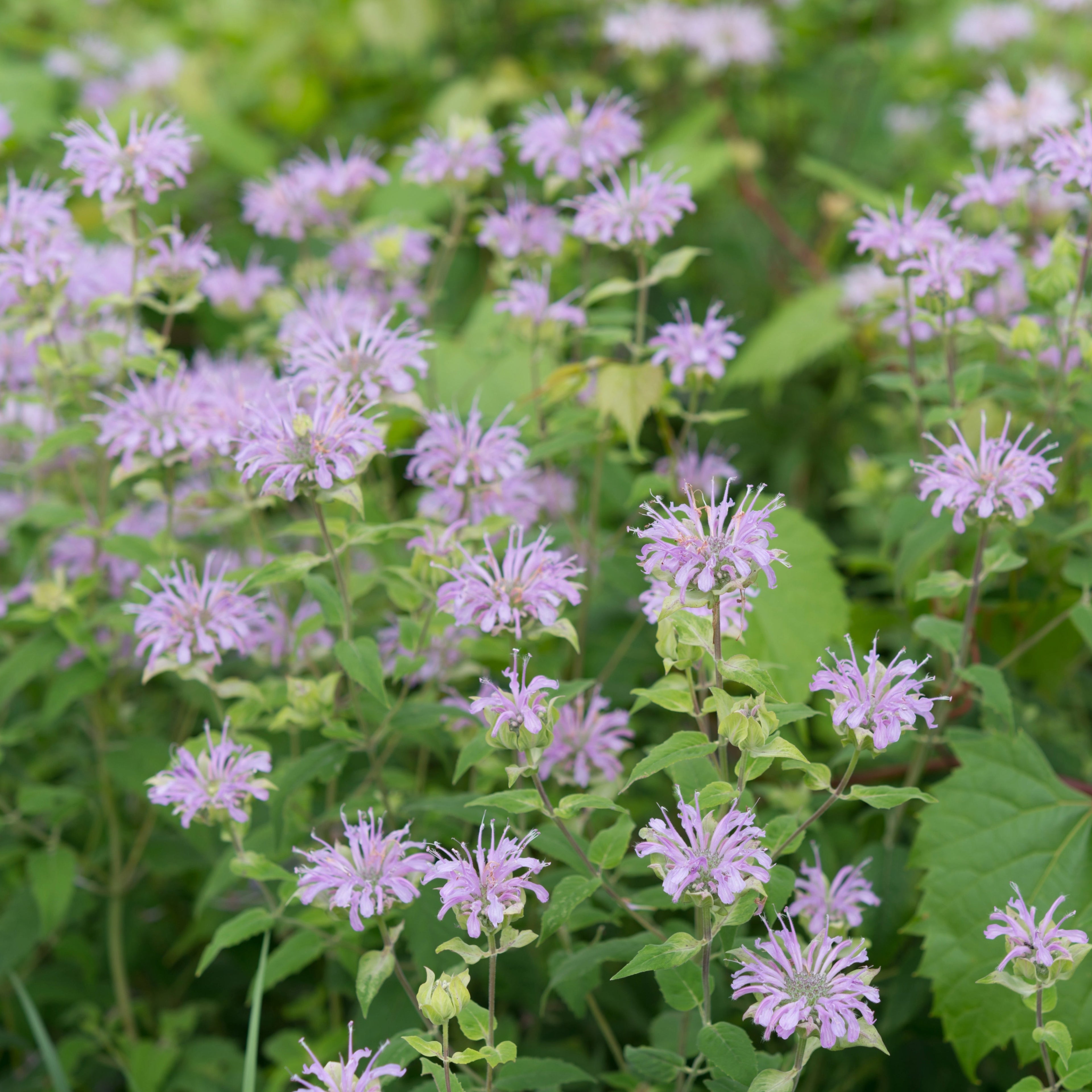 Bee Balm Wild Bergamot ~ Trio of 3 Hefty Plants for Preorder